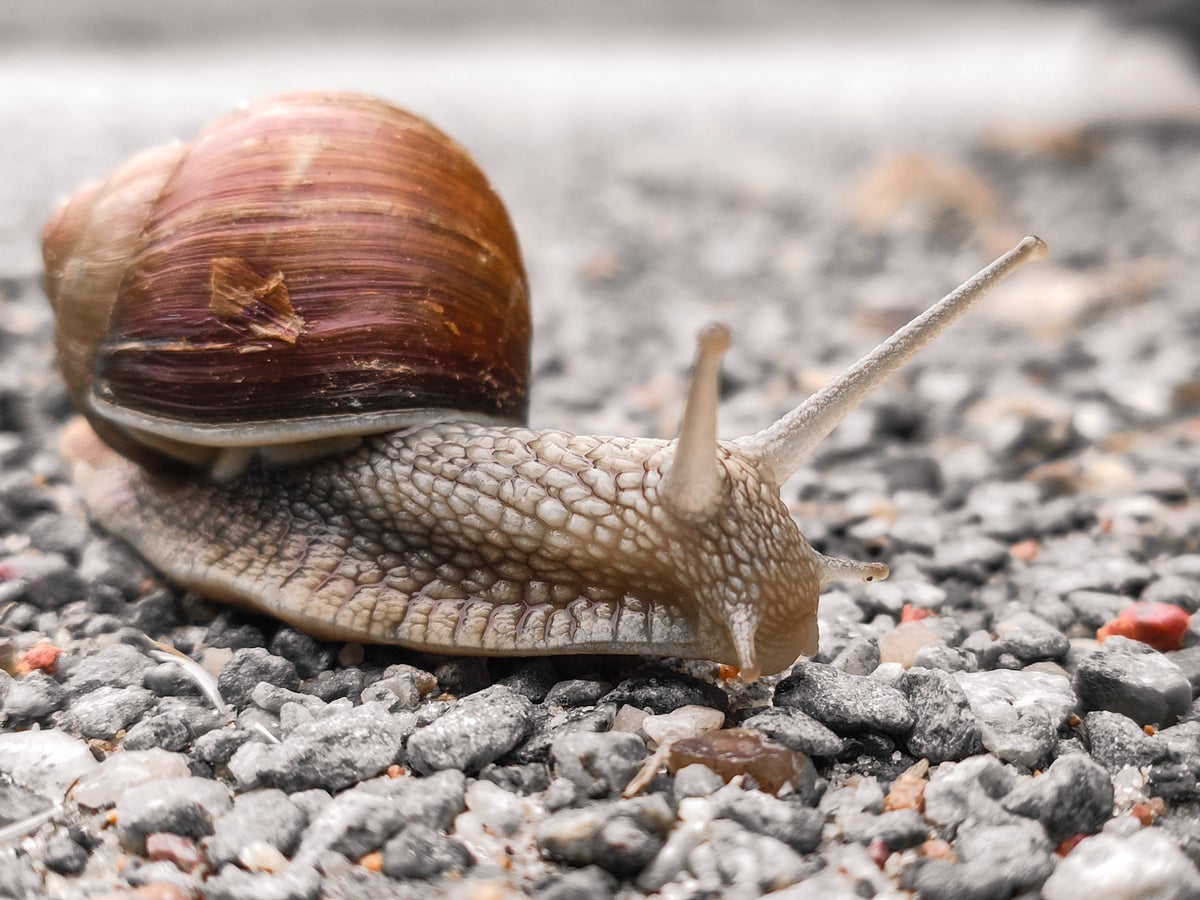 Slakken weren uit de tuin en jonge planten beschermen