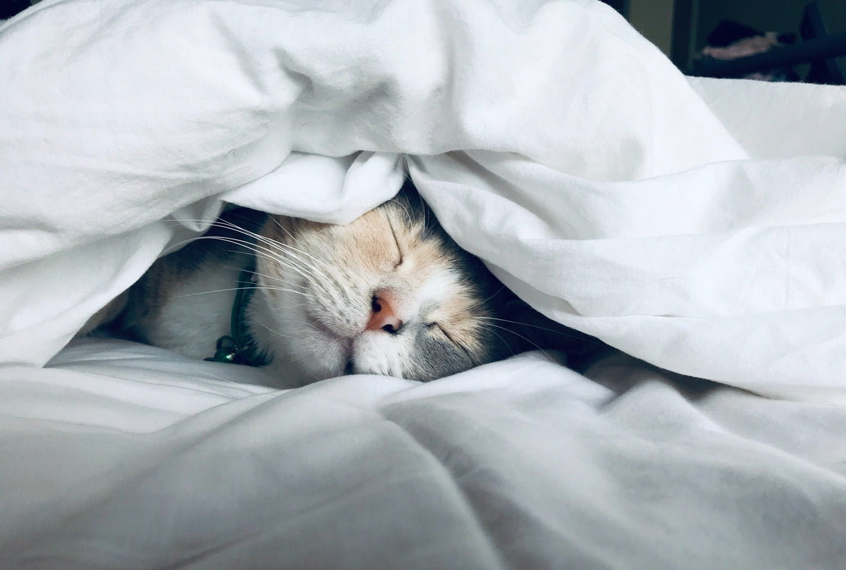Dierenharen op je kleding? Zo krijg je ze er makkelijk vanaf!